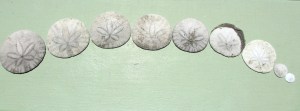 Sea Glass and Sand Dollars #6