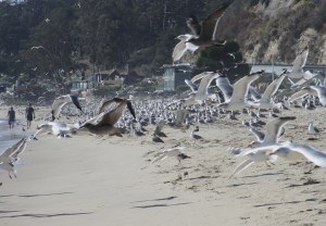 Aptos Sept 15, 2015 #3_1