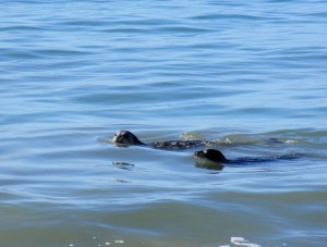 Aptos Sept 15, 2015 #7_1