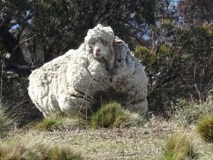 An undated handout photo obtained on September 2, 2015 from the RSPCA shows a giant woolly sheep on the outskirts of Canberra as Australian animal welfare officers put out an urgent appeal for shearers after finding the sheep with wool so overgrown its life was in danger. The very woolly merino sheep was spotted wandering on its own near Mulligan Flats, a grassy woodland just outside the capital Canberra, by bushwalkers who alerted local RSPCA officers. AFP PHOTO / RSPCA ----EDITORS NOTE ----RESTRICTED TO EDITORIAL USE MANDATORY CREDIT "AFP PHOTO / RSPCA" NO MARKETING - NO ADVERTISING CAMPAIGNS - DISTRIBUTED AS A SERVICE TO CLIENTS - NO ARCHIVESRSPCA/AFP/Getty Images