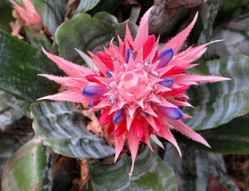 California Dreamin'_1