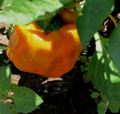 Reading in My Garden 2017 #7_1