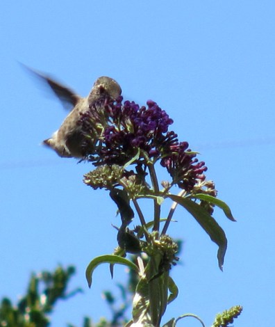 Reading in My Garden 2017 #9_1