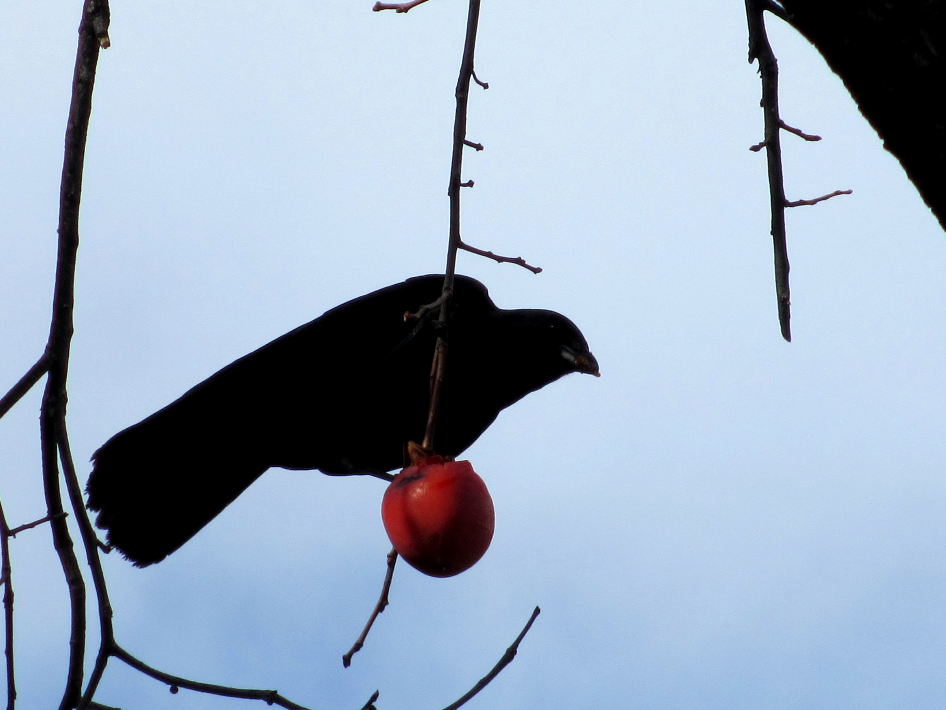 Crow In The Persimmon Tree #2