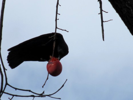 Crow In The Persimmon Tree #3