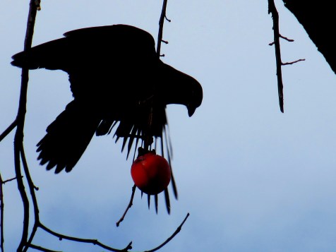 Crow In The Persimmon Tree