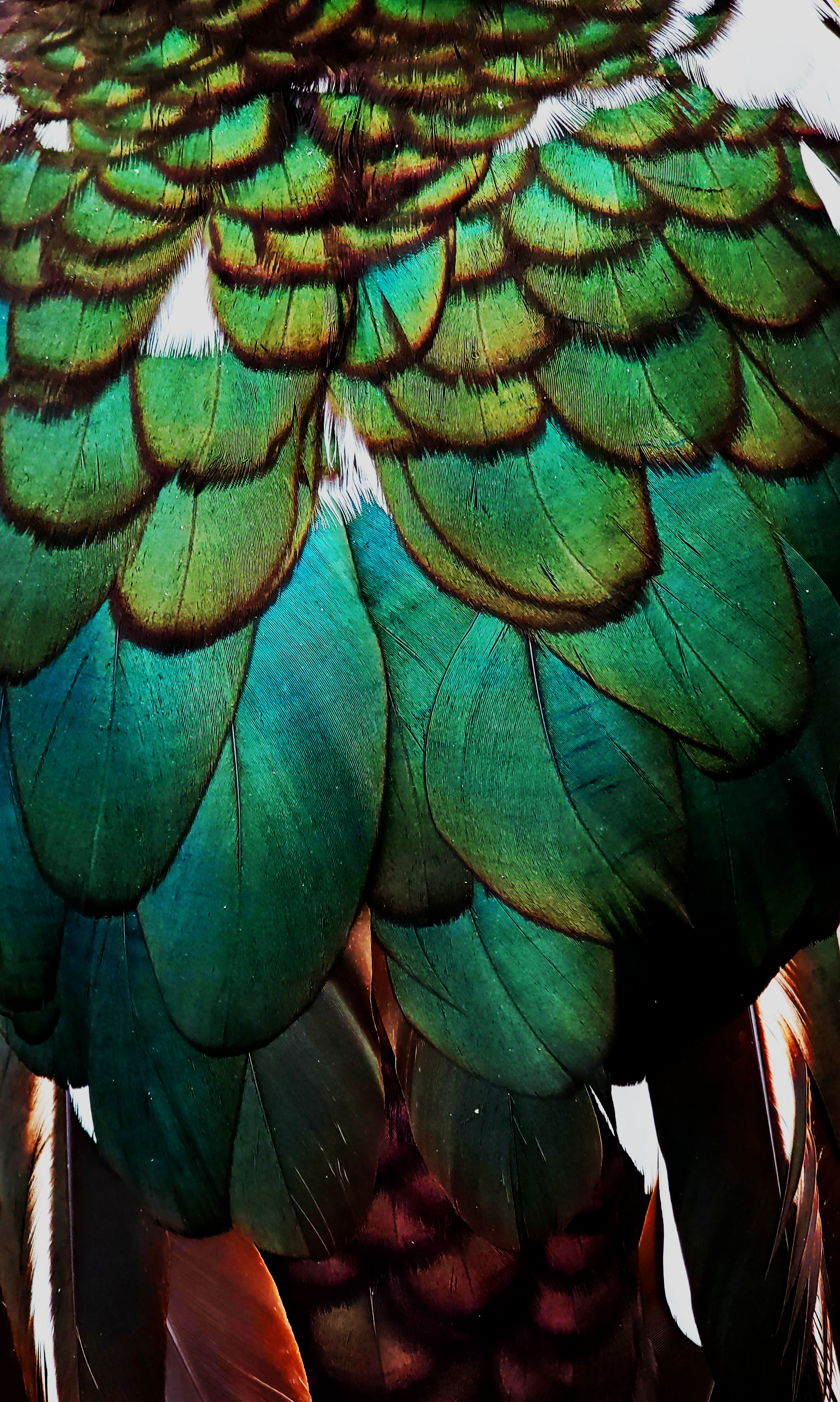 Art Nouveau Feathers